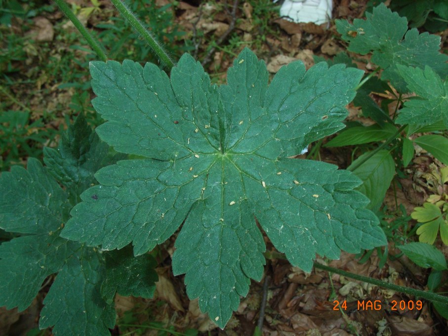 Geranium reflexum